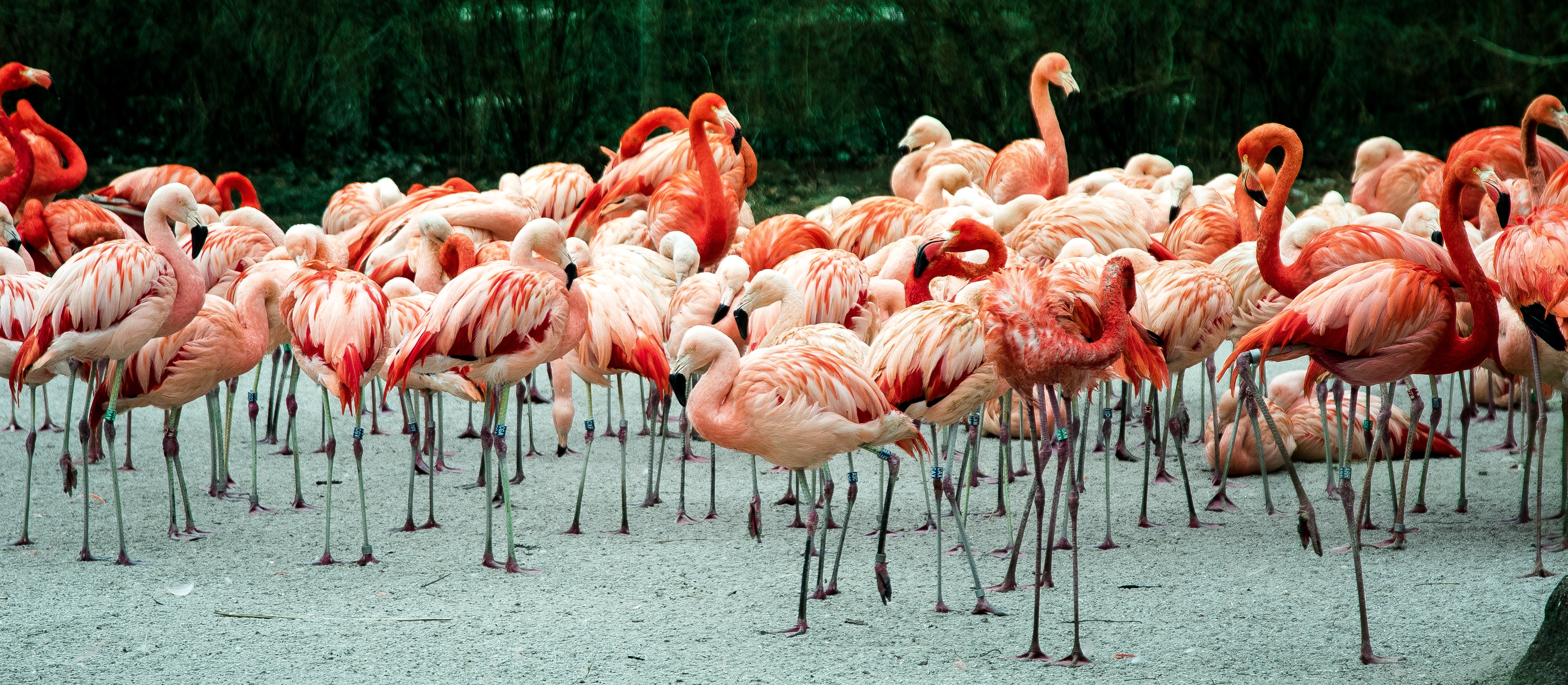 Group of flamingos